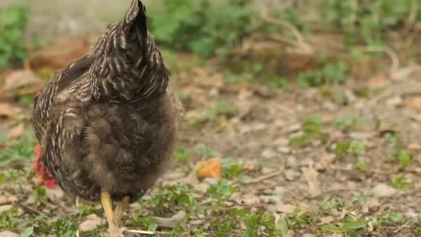 Gray chicken is mushrooming and rummaging in the garden — Stock Video