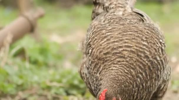 Gray chicken is mushrooming and rummaging in the garden — Stock Video