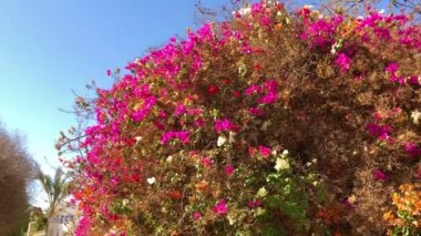Güzel kırmızı çiçekleri olan Bush. Mısır 'da yaz güneşli bir gün. Şeyh Sharm