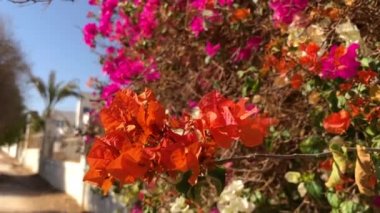 Güzel kırmızı çiçekleri olan Bush. Mısır 'da yaz güneşli bir gün. Şeyh Sharm