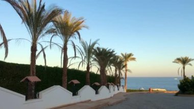 Palmiye ağaçları. Mısır, Kızıl Deniz, Kayalar ve Mavi Deniz. Sharm El Sheikh, Mısır 'daki Lagoon Körfezi Sahili. Kızıl Deniz. Sharm El Sheikh Sahili ve Kızıl Deniz 'in panoramik manzarası