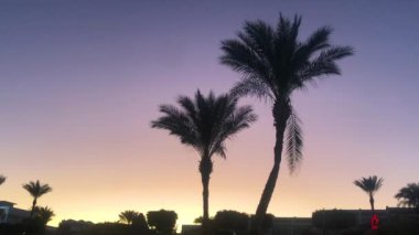 Gün batımında palmiye ağaçları. Mısır, Kızıl Deniz. Mavi deniz. Sharm El Sheikh, Mısır 'daki Lagoon Körfezi Sahili. Kızıl Deniz. Sharm El Sheikh Sahili ve Kızıl Deniz 'in panoramik manzarası