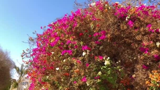 아름다운 붉은 꽃을 가진 부시. 이집트의 여름 화창 한 날입니다. 위험 한 엘 셰이크 — 비디오