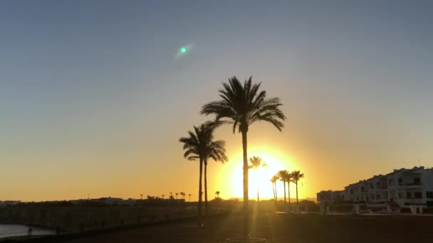 Palme al tramonto. Egitto, Mar Rosso. Mare blu. Sharm El Sheikh, Lagoon Bay Beach in Egitto. Mar Rosso. Vista panoramica diurna sulla spiaggia di Sharm El Sheikh e sul Mar Rosso — Video Stock