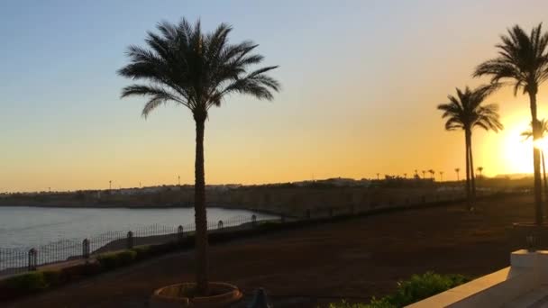 Palmbomen bij zonsondergang. Egypte, de Rode Zee. Blauwe zee. Sharm El Sheikh, Lagoon Bay Beach in Egypte. Rode Zee. Panoramisch uitzicht overdag op Sharm El Sheikh Beach en de Rode Zee — Stockvideo