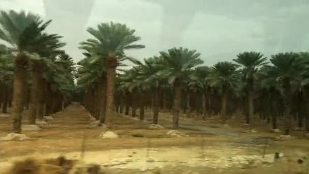 Пустыня с большим количеством пальм в Израиле. Смотреть в окно машины — стоковое видео