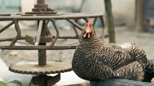 Un pollo gris se sienta en el caucho y camina por el patio — Vídeo de stock