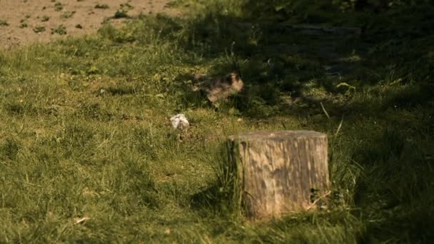 Eine kleine weiße Henne spaziert im Garten auf der Suche nach Würmern — Stockvideo