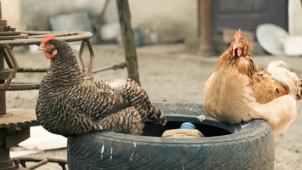 Gallinas de color gris y amarillo ladrillo sentarse en el caucho y caminar por el patio — Vídeo de stock