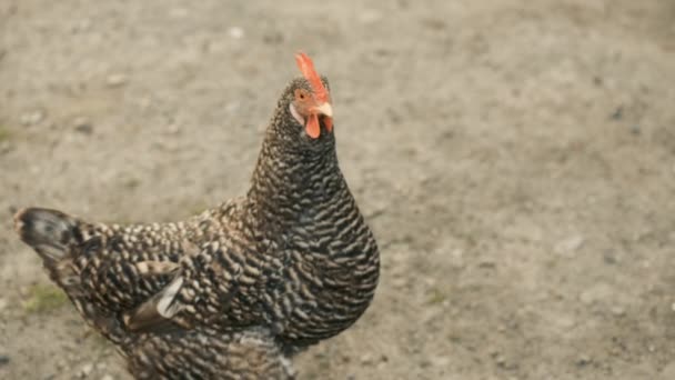 Een grijze kip loopt rond op de binnenplaats op zoek naar voedsel — Stockvideo