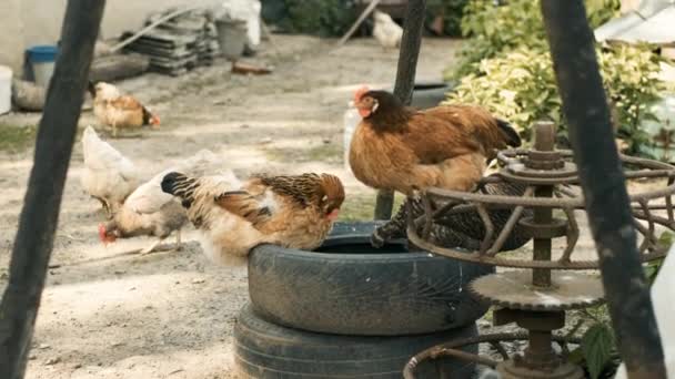 Hens του γκρι και κίτρινο χρώμα τούβλο κάθονται σε καουτσούκ και τα πόδια γύρω από την αυλή — Αρχείο Βίντεο