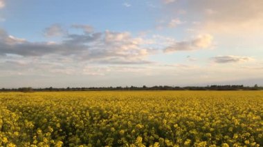 Çiçek açan sarı tarlası olan güzel bir doğa. Tecavüz tohumu. Tarım
