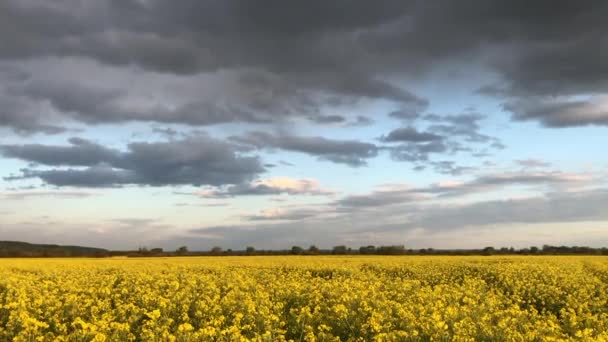 Hermosa naturaleza con un campo amarillo floreciente. Colza. Agricultura — Vídeos de Stock