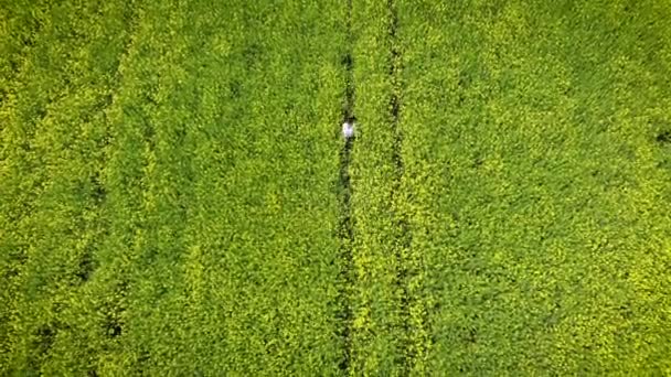 Femme heureuse courant dans un champ fleuri jaune et vert. Viol de printemps. Vol de drone au-dessus de la belle nature. Paysages d'Europe 
