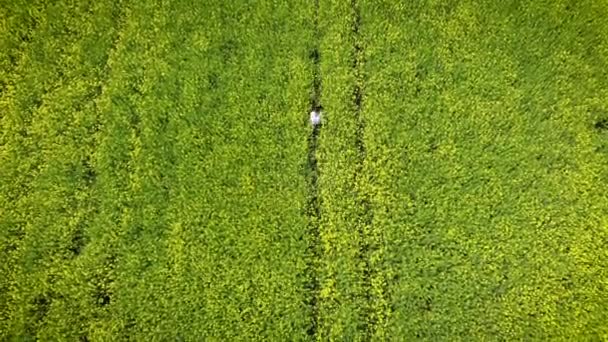 Happy woman running in a blooming yellow and green field. Spring rape. Drone flight over beautiful nature. Landscapes of Europe — Stock Video