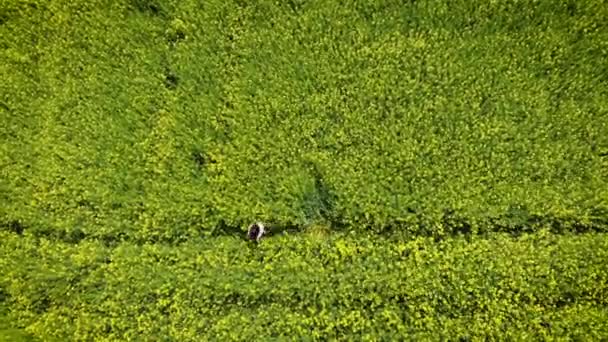 Glückliche Frau, die sich in einem blühenden gelben und grünen Feld dreht. Frühlingsraps. Drohnenflug über schöner Natur. Landschaften Europas — Stockvideo