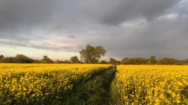 Bela natureza com um campo amarelo florescente. De colza. Agricultura — Vídeo de Stock