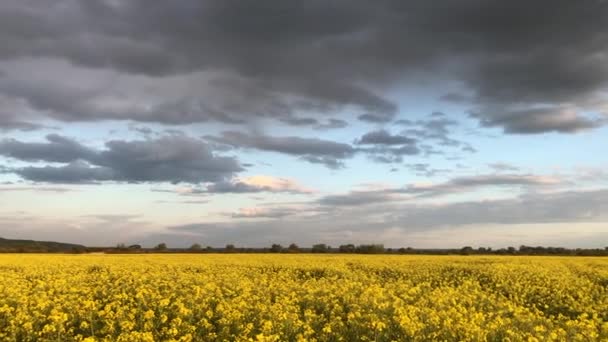 Schöne Natur mit einem blühenden gelben Feld. Raps. Landwirtschaft — Stockvideo