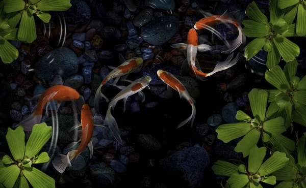 Yeşil bitkilerle suni havuzlarda koi balığı.