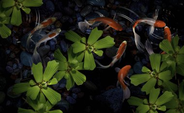 Yeşil bitkilerle suni havuzlarda koi balığı.