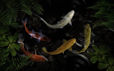 Yeşil bitkilerle suni havuzlarda koi balığı.