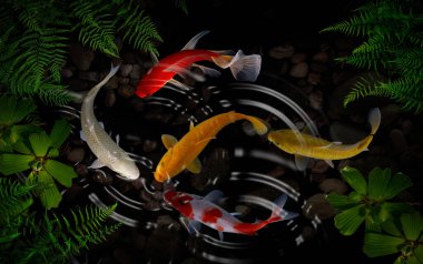 Yeşil bitkilerle suni havuzlarda koi balığı.