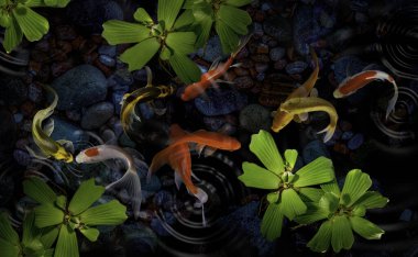 Yeşil bitkilerle suni havuzlarda koi balığı.