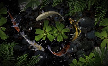 Yeşil bitkilerle suni havuzlarda koi balığı.