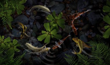 Yeşil bitkilerle suni havuzlarda koi balığı.