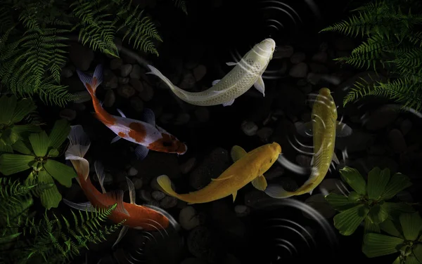 Yeşil bitkilerle suni havuzlarda koi balığı.