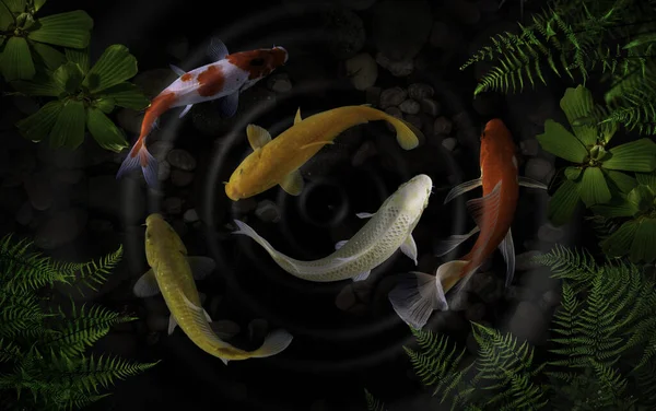 Yeşil bitkilerle suni havuzlarda koi balığı.