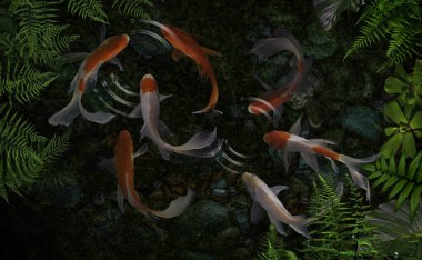 Yeşil bitkilerle suni havuzlarda koi balığı.