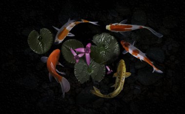 Yeşil bitkilerle suni havuzlarda koi balığı.