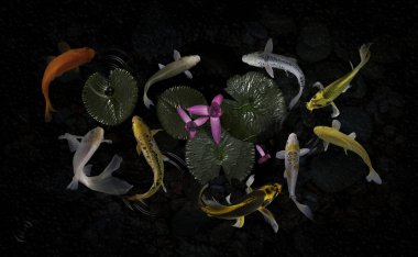 Yeşil bitkilerle suni havuzlarda koi balığı.