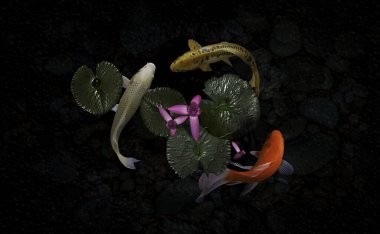 Yeşil bitkilerle suni havuzlarda koi balığı.