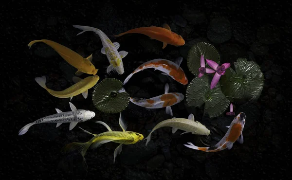 Yeşil bitkilerle suni havuzlarda koi balığı.