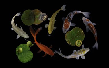 Yeşil bitkiler ve nilüfer çiçekleriyle dolu bir gölde koi balığı.