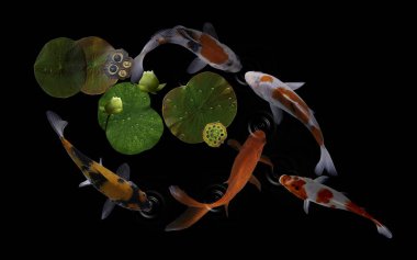 Yeşil bitkiler ve nilüfer çiçekleriyle dolu bir gölde koi balığı.