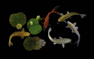 Yeşil bitkiler ve nilüfer çiçekleriyle dolu bir gölde koi balığı.