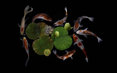 Yeşil bitkiler ve nilüfer çiçekleriyle dolu bir gölde koi balığı.