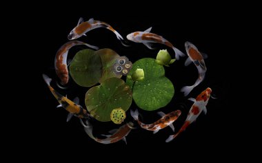 Yeşil bitkiler ve nilüfer çiçekleriyle dolu bir gölde koi balığı.