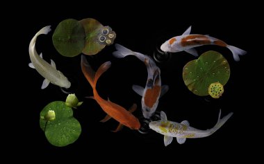 Yeşil bitkiler ve nilüfer çiçekleriyle dolu bir gölde koi balığı.