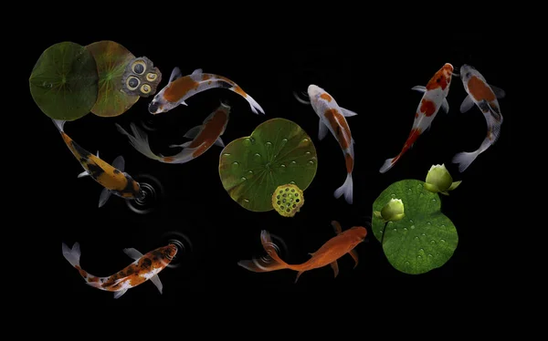 Yeşil bitkiler ve nilüfer çiçekleriyle dolu bir gölde koi balığı.