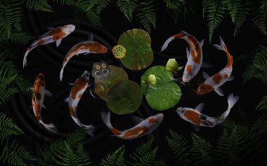 Yeşil bitkiler ve nilüfer çiçekleriyle dolu bir gölde koi balığı.