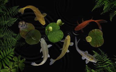 Yeşil bitkiler ve nilüfer çiçekleriyle dolu bir gölde koi balığı.