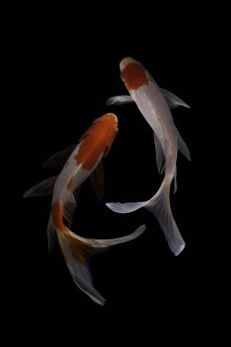 Koi balığı, sazan balığının evcilleştirilmiş halidir. Bu balık en çok seçici üreme yoluyla yaratılan güzel renkleriyle ünlüdür.