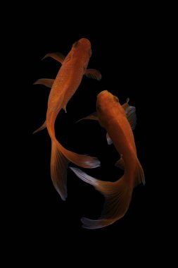 Koi balığı, sazan balığının evcilleştirilmiş halidir. Bu balık en çok seçici üreme yoluyla yaratılan güzel renkleriyle ünlüdür.