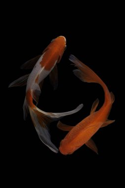 Koi balığı, sazan balığının evcilleştirilmiş halidir. Bu balık en çok seçici üreme yoluyla yaratılan güzel renkleriyle ünlüdür.