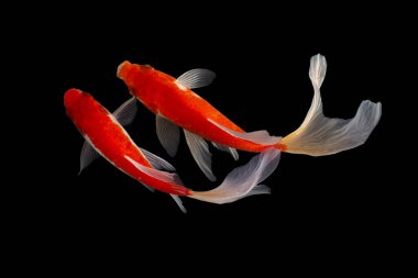 Koi balığı, sazan balığının evcilleştirilmiş halidir. Bu balık en çok seçici üreme yoluyla yaratılan güzel renkleriyle ünlüdür.