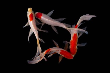 Yin yang koi balığı siyah beyaz arka plan